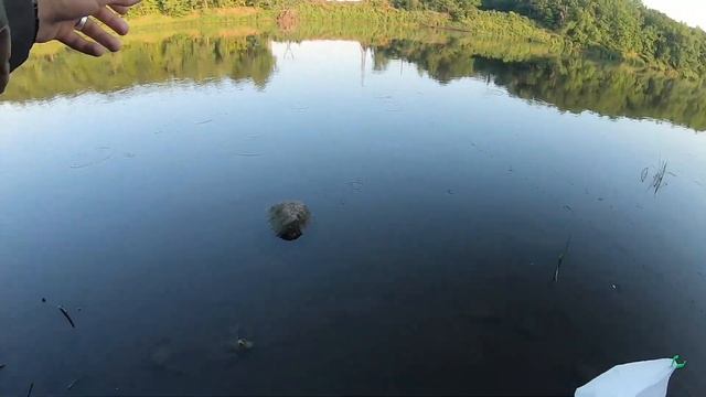 Эта река, НЕ оставить без улова! Рыбалка в проводку на поплавок! ловля на реке смотреть онлайн