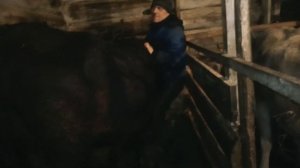 Сколько весят телята в 1. 5 и 3 месяца!?!