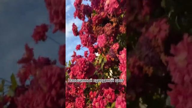 Самый эффектный клематис в моем саду смотреть онлайн