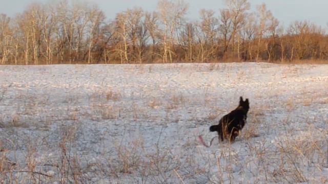 Охота на зайца с собакой смотреть онлайн