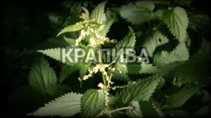 Магические свойства трав. Защита #травывмагии #магия #заговоры