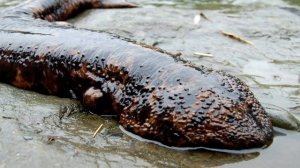 Топ 10 Самых невероятных существ в мире