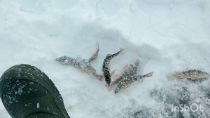 рыбалка на култушке 2023