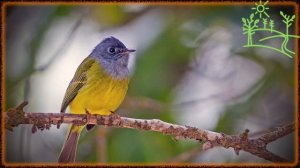 Голоса птиц Как поёт Сероголовая канареечная мухоловка (Culicicapa ceylonensis)