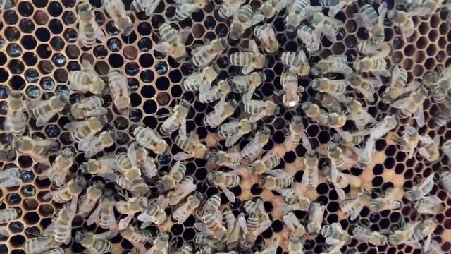 Пропала матка. Подсадка матки легко и просто! Артиллерия мешает работать