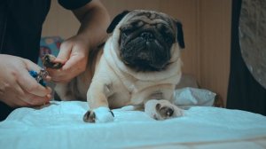 Педикюрный салон для мопса. Как подстричь ногти собаке.