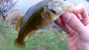 Ловля РОТАНА на спиннинг в отвес на силикон (ВЕКИ)