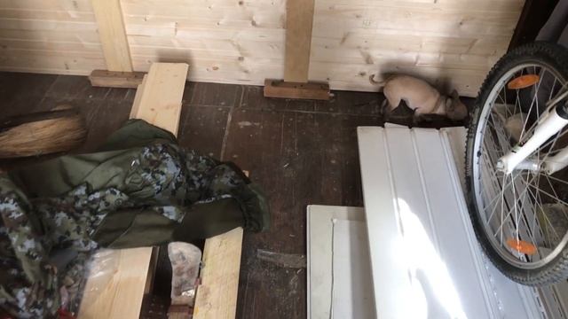 Чихуахуа-прораб 3 выпуск смотреть онлайн