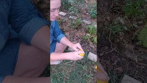 Можно ли выращивать сладкие мандарины на Кубани