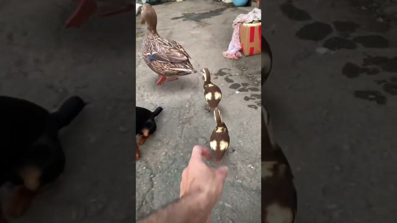 Уточки