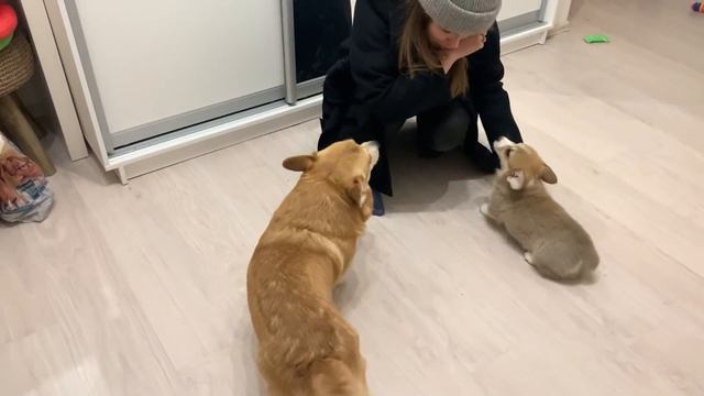 ХОЗЯЙКА УЕХАЛА НА 4 ДНЯ реакция собак на возвращение смотреть онлайн