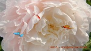 Пион травянистый Мунстоун (paeonia) ? пион Мунстоун обзор: как сажать рассада пиона Мунстоун