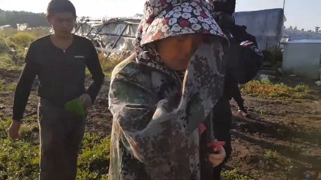 Проверки тепличного комплекса в Еткульском районе смотреть онлайн