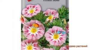 Вьюнок обыкновенный Розовое знамя (rozovoe znamya) ? обзор: как сажать, семена вьюнока Розовое знам
