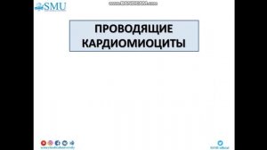 Лекция Гистология сердца