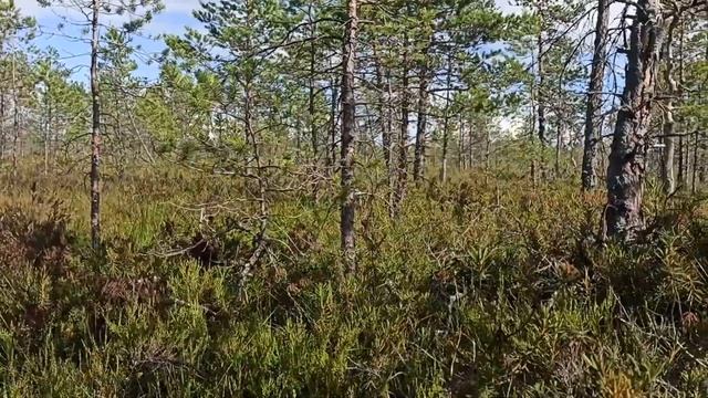 На болото в поисках морошки. смотреть онлайн