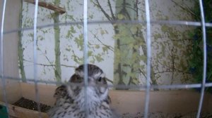 Жаворонок лесной - юла