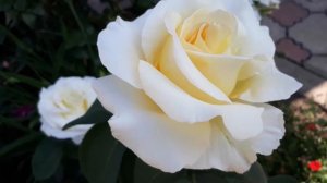 Крупноцветковая ?Роза ШНИВАЛЬЦЕР, первое цветение  (Schneewalzer)