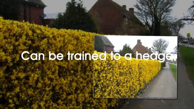 Planting  Forsythia смотреть онлайн