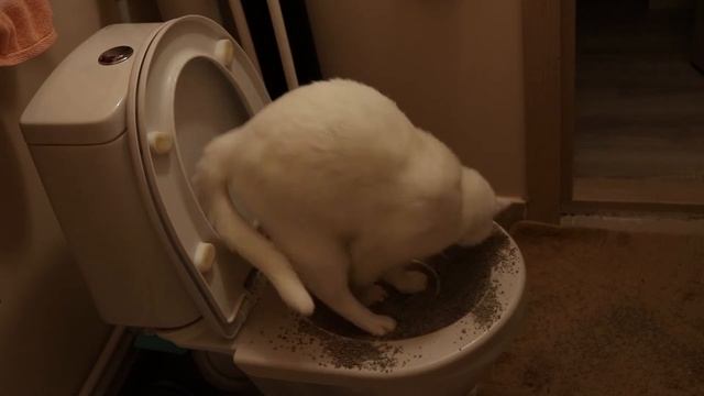 Как приучить кота к унитазу с помощью лотка для приучения кошек к унитазу смотреть онлайн