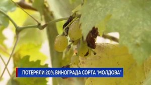 Потеряли 20% винограда сорта "Молдова"