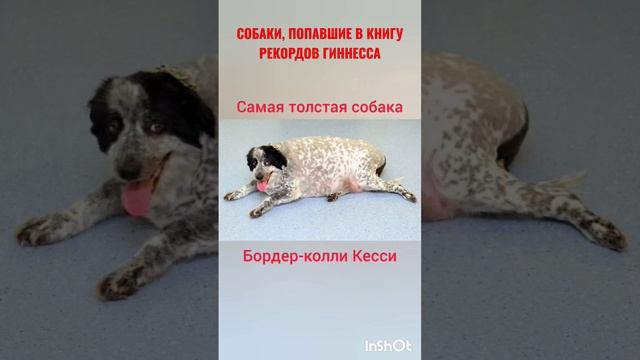 СОБАКИ ИЗ КНИГИ ГИННЕССА #собаки#собакадругчеловека#животные#друзья