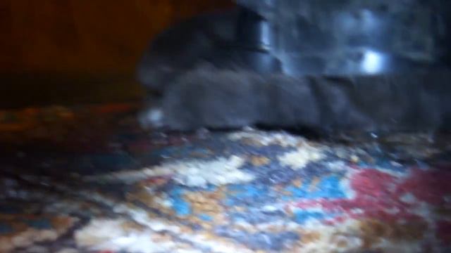 Кошка поймала мышку (Kentowa) The cat caught the mouse.MP4 смотреть онлайн