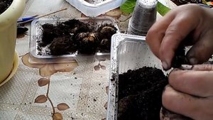 Глоксинии из семян.Что я делаю,когда сеянцы слабые.