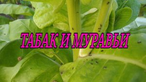 ТАБАК И МУРАВЬИ