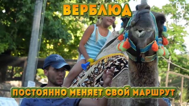 Прогулка на верблюде. Парк миниатюр. Бахчисарай. смотреть онлайн
