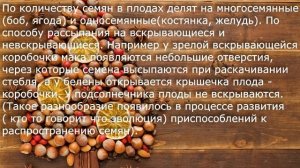 12. Плод. Разнообразие и значение плодов. Биология. 6 класс - Пономарева. Краткий пересказ.