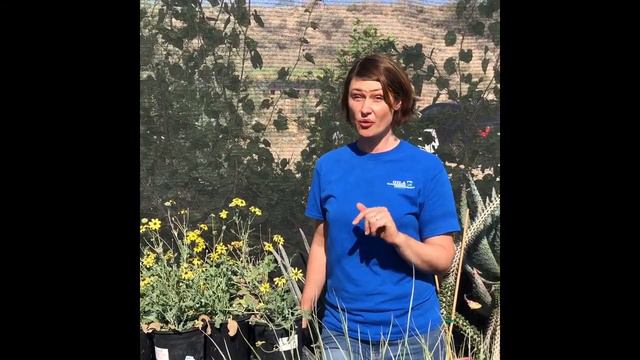 Gila Native Plant Nursery Featured Plant: Chocolate Flower (Berlandiera Lyrata)