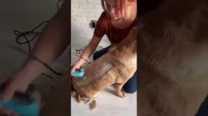 Стрижка собак и кошек в г.Кемерово. Грумер Мария Федина