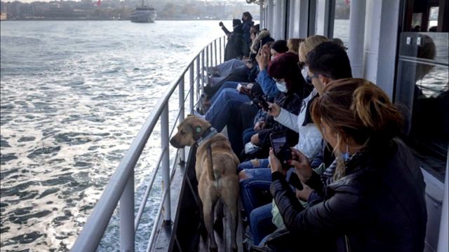 Собака ездит в метро каждый день, затем за ней едет человек и понимает странную причину! смотреть онлайн