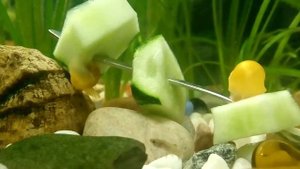 Кормление огурцом анцитрусов!!! Аквариум!!! Сом-анцитрус, как правильно кормить огурцом сомов!!!