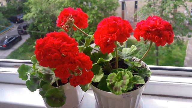 Супермахровый сорт пеларгонии! Kenny's double? смотреть онлайн