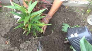 ПЕРЕСАДКА лилий