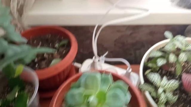 В гостях у Татьяны и её комнатные растения зимой. смотреть онлайн