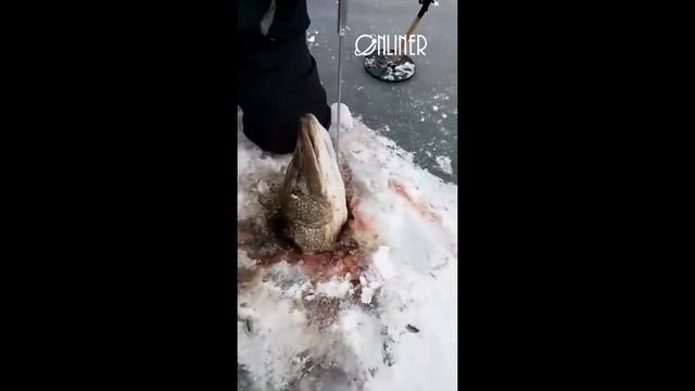 Щука 14 кг на Минском море смотреть онлайн