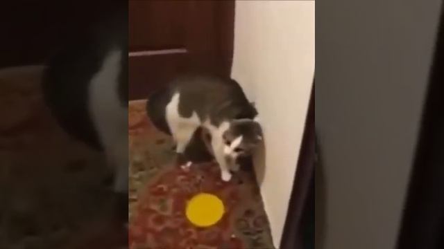 Смешные животные приколы с котами говорящие коты дерзкий кот приколы 2021 животные с юмором смотреть онлайн