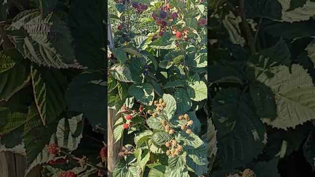 Черная Магия, ремонтантная ежевика. плодоношение в открытом грунте Пензенская область. смотреть онлайн