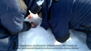 Судак на 5,4 кг. Вываживание. река Сылва. Как поймать судака ?