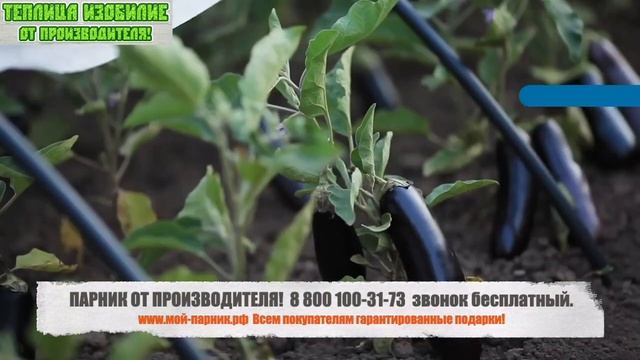Парник Теплица Изобилие от Производителя! Замена дорогим теплицам!
