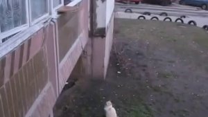 Кот Масик идет домой по покрывалу через балкон _)