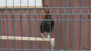 Как кукарекает петух