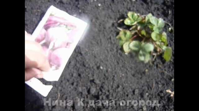 Тонкости посадки свеклы в открытый грунт. Выращивание свеклы.Уход за свеклой/чем подкормить свёклу