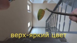 ПОПЛА ПОППЕР - оснастка и монтаж Ловля красноперки
