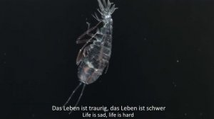 LINDEMANN - Knebel | Acoustic version (English & German subtitles)