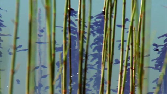 Каспийское Море, природа Ближнего востока 🏄🌍 смотреть онлайн