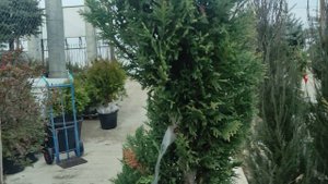 стрижка кипарисовика.приводим растения в порядок .